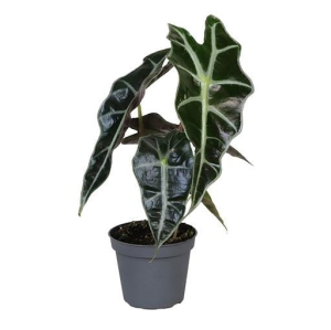 Preorder - Alocasia amazonica