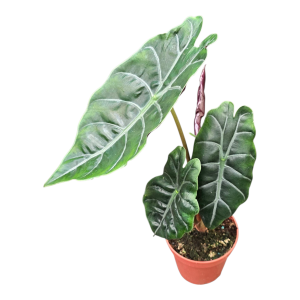 Preorder - Alocasia Chantrieri