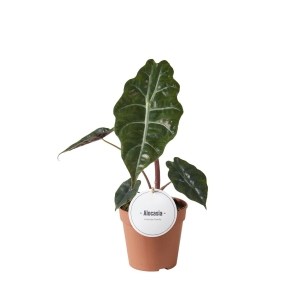 Preorder - Alocasia Chantrieri