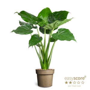 Preorder - Alocasia cucullata