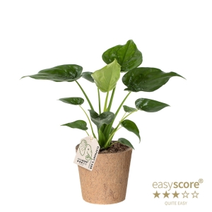 Preorder - Alocasia cucullata