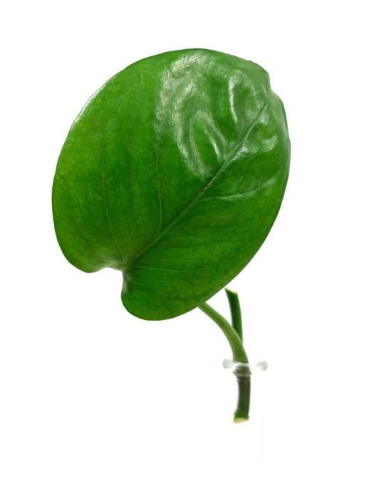cięty węzeł