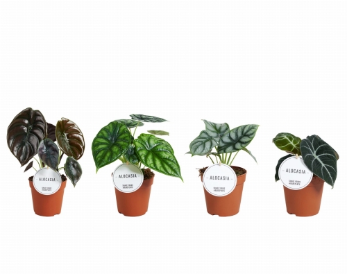 8cd820dffd9e6d2deb5bdbe8bfa227c7