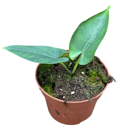 6cd9e8fe46414507b89d525d2b39757e