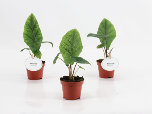 7d175ca0352fa93c08e737e8b7d0ca22