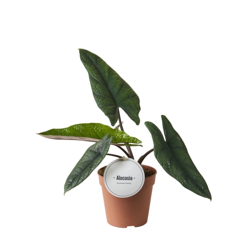 dc1eb2de4d649a06322a6c9e2ede914f