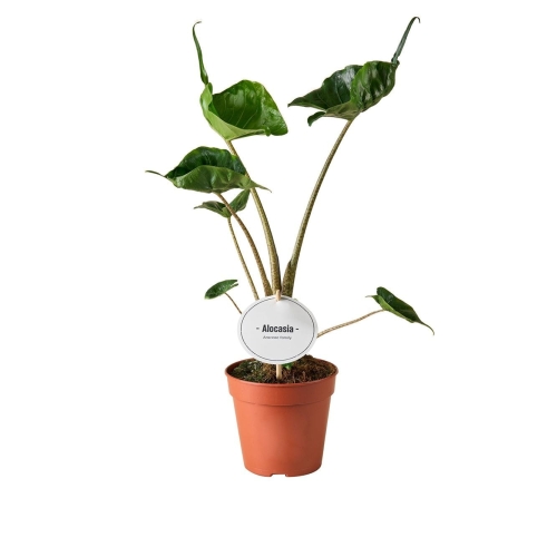 de77fd361cabf6b49b4ea3777b30c8c8