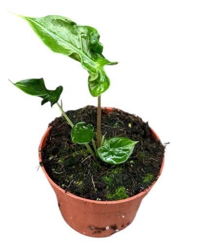 d05d0e4f3287e4de1c3968bf5f0963a4