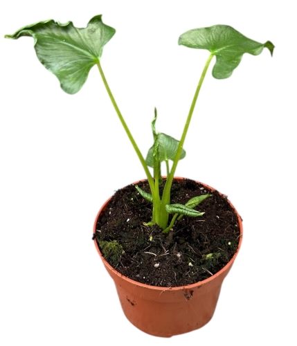 7beba9fd7eec2eebd0f7f0bb6235620e