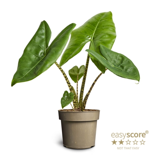 44363fdfdcc7f803fde12f5fdaf42c04