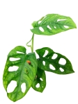 Monstera adansonii "Monkey Mask" - S