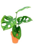 Monstera adansonii "Monkey Mask" - S