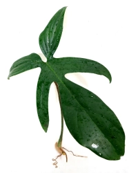  Philodendron Florida - cięty węzeł