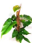 Philodendron mandaianum - matecznik
