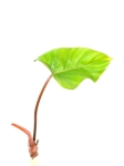 Philodendron mandaianum
