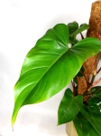 Philodendron mandaianum - matecznik