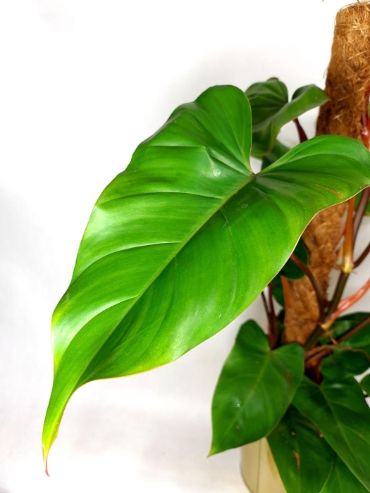 Philodendron mandaianum - matecznik