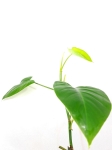 Philodendron Emerald Duke