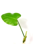 Philodendron Emerald Duke cięty węzeł