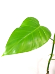 Philodendron Emerald Duke cięty węzeł