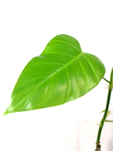  Philodendron Emerald Duke - cięty węzeł