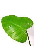 Philodendron Emerald Duke