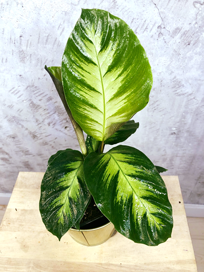 Calathea Misto S