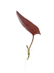 Syngonium erythrophyllum - cięty węzeł