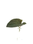 Syngonium erythrophyllum - cięty węzeł