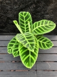 Calathea zebrina - M
