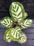 Calathea roseopicta Cora