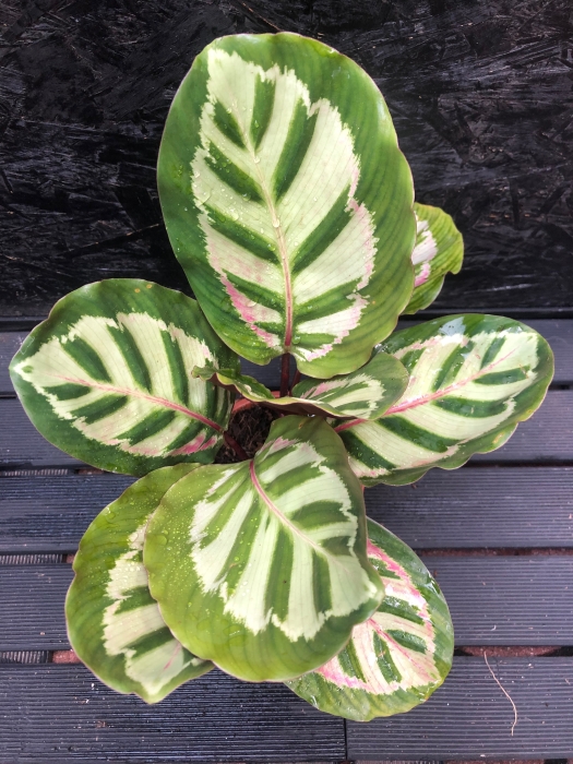 Calathea roseopicta Cora
