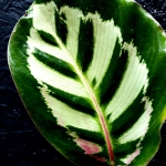 Calathea roseopicta