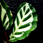 Calathea roseopicta