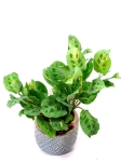 Maranta leuconeura kerchoveana variegata - roślina mateczna