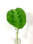 Maranta leuconeura kerchoveana variegata cięty węzeł