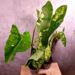 Caladium 'Frog in a blander' M