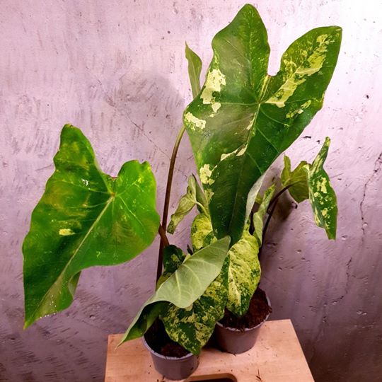 Caladium Frog in a blender L