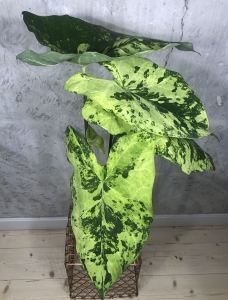 Caladium 'Frog in a blender"