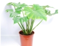 Philodendron lacerum - Parent plant