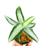 Aspidogyne argentea
