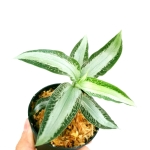 Aspidogyne argentea