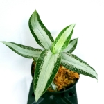Aspidogyne argentea