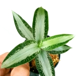 Aspidogyne argentea