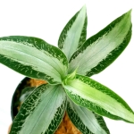Aspidogyne argentea