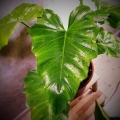 Leaf