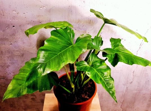 Philodendron lacerum - Parent plant