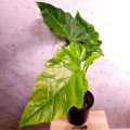 Philodendron lacerum - XL