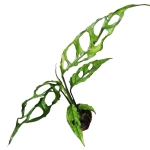 Monstera obliqua Peru jedna z roślin.JPG