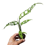 Kolekcjonerska Monstera obliqua.JPG